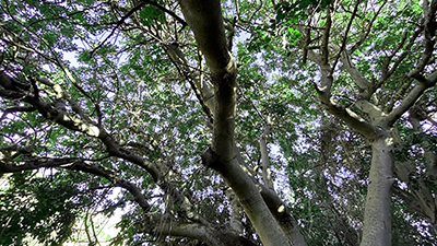 Малуба, Ренди, Мальта